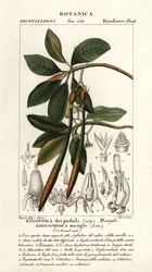 Palétuvier rouge, Rhozophora mangle