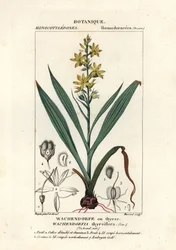 Racine rouge, Wachendorfia thyrsiflora