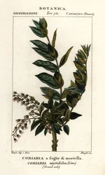 Arbre Redoul, Coriaria myrtifolia