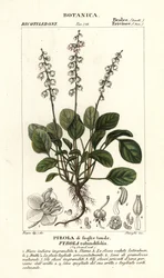 Pyrola rotundifolia