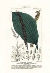 Sabadille, Schoenocaulon officinale