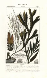 Espèce d