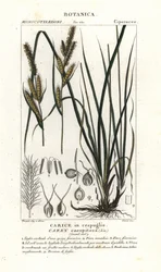 Laîche gazonnante, Carex caespitosa
