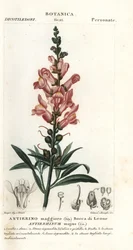 Muflier, Antirrhinum majus