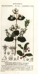 Symphorine, Symphoria racemosa