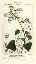 Spananthe paniculata Hydrocotyle spananthe, Idrocotile spanante