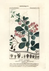 Cissus obovata