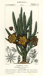 Fleur étoile ou plante charogne, Stapelia hirsuta