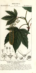 Érable sycomore, Acer pseudoplatanus