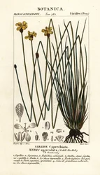Xyris operculata