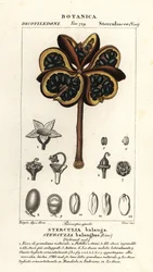 Châtaignier tropical ou arbre nawa, Sterculia balanghas