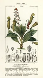 Plante à urnes tropicale, Nepenthes distillatoria