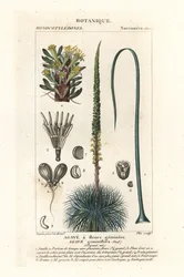 Agave à fleurs jumelles, Agave geminiflora