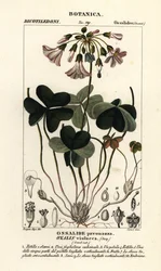 Oxalis violacea