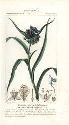 Tradescantia virginiana, Éphémère de Virginie