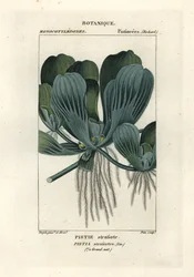 Laitue d