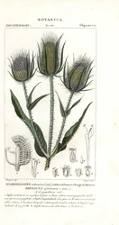 Cardère sauvage, Dipsacus fullonum