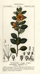 Aulne jaune, Turnera ulmifolia