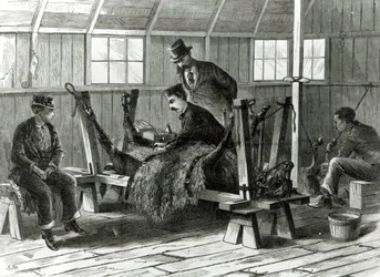 Prise de virus sur le veau, illustration de 