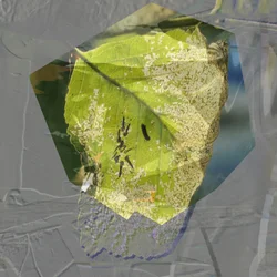 Feuille verte abstraite