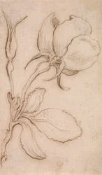 Étude en roses et pivoines