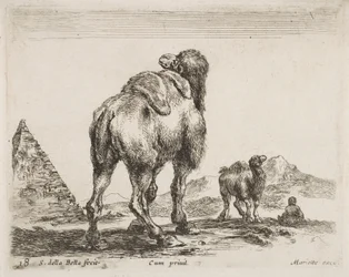 Chameau vu de derrière, 1641 de Diversi Animali