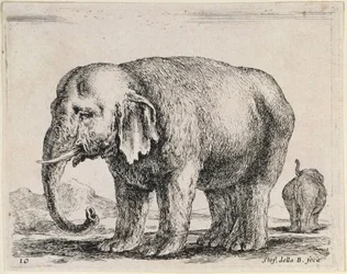 Éléphant