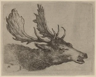 Tête de cerf tournée à droite