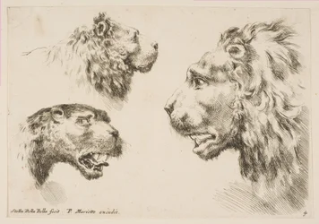 Têtes de trois lions, vers 1641