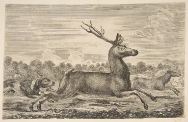Chiens chassant un cerf et une biche