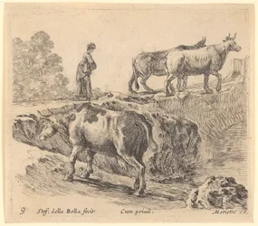 Une vache monte une colline, à l