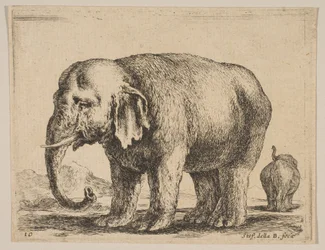 Planche 10 : éléphant, de Diversi animali, ca. 1641