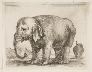 Planche 10 : éléphant, de Divers animaux, vers 1641