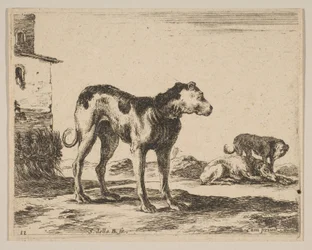 Planche 11 : chiens, de Divers animaux Diversi animali