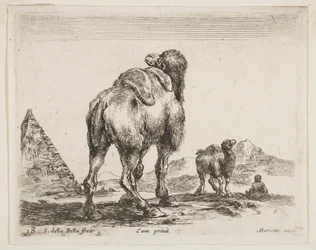 Planche 18 : chameau vu de derrière avec pyramide à gauche, de Divers animaux