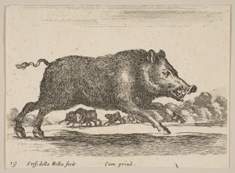 Planche 19 : sanglier, de Divers animaux, vers 1641