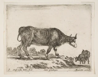 Planche 7 : bœuf, de Divers Animaux