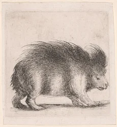 Porc-épic, face à la droite