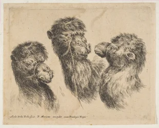 Trois têtes de chameau, vers 1641