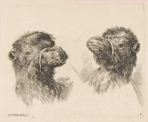 Deux têtes de chameau