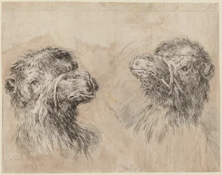 Deux têtes de chameau [recto]