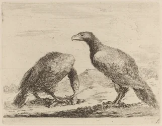 Deux Aigles, Un Mangeant un Petit Agneau