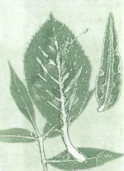 Gone IX, 2015 (monoprint sur papier)