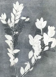 Jardin de minuit III, 2015