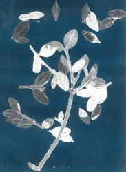 Midnight Garden II, 2015 (monoprint sur papier)