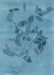 Midnight Garden I, 2015 (monoprint sur papier)