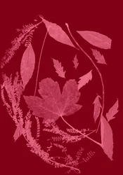 Feuillage rouge, 2017 (numérique)