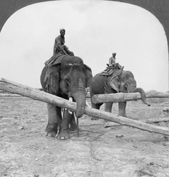 Éléphants travaillant dans une cour à bois, Rangoon, Birmanie, 1908