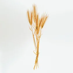 Orge n° 01, 2020 (photo)