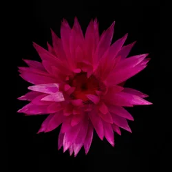Dahlia séché n° 01
